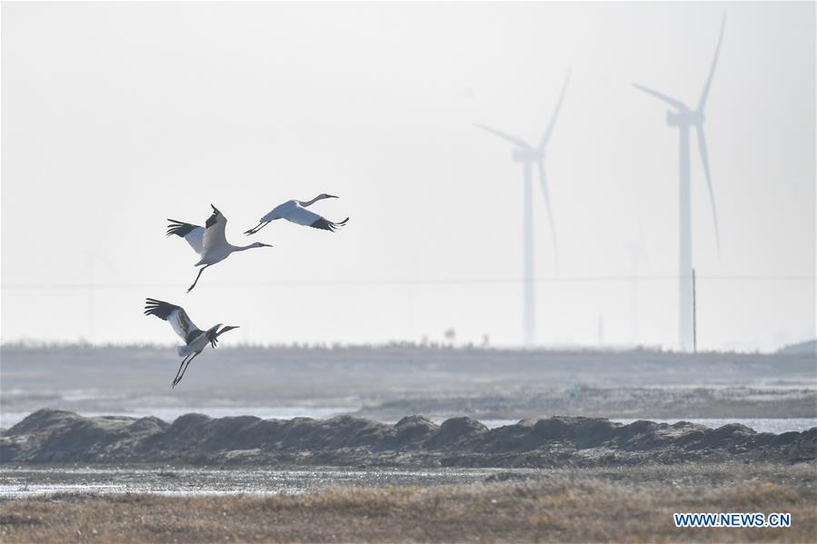 CHINA-JILIN-NATURE RESERVE-MIGRANT BIRDS (CN)