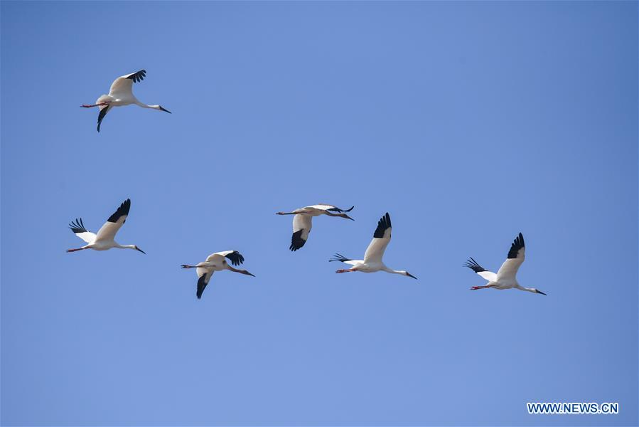 CHINA-JILIN-NATURE RESERVE-MIGRANT BIRDS (CN)