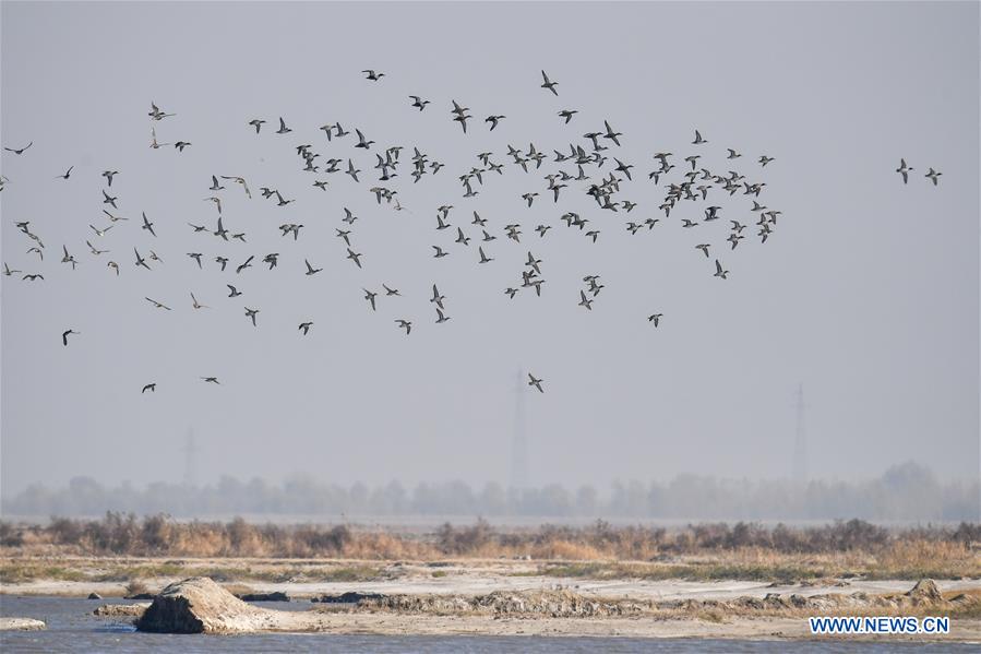 CHINA-JILIN-NATURE RESERVE-MIGRANT BIRDS (CN)