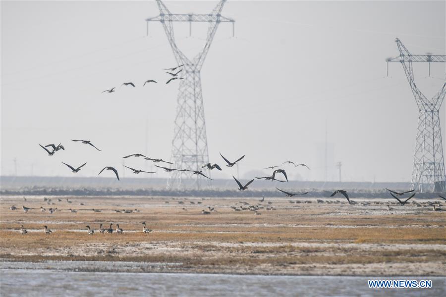 CHINA-JILIN-NATURE RESERVE-MIGRANT BIRDS (CN)