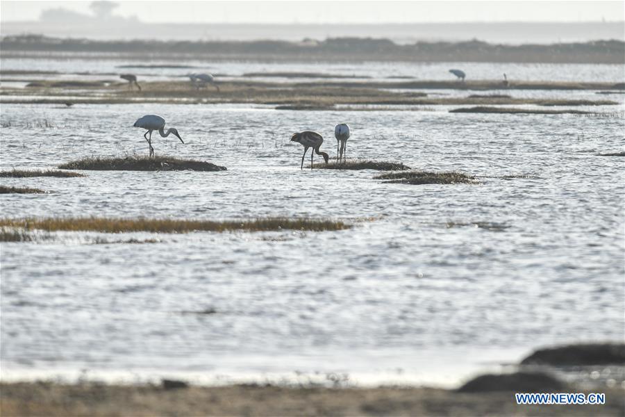 CHINA-JILIN-NATURE RESERVE-MIGRANT BIRDS (CN)