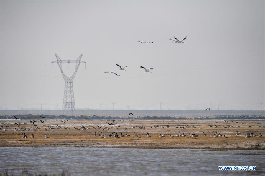 CHINA-JILIN-NATURE RESERVE-MIGRANT BIRDS (CN)