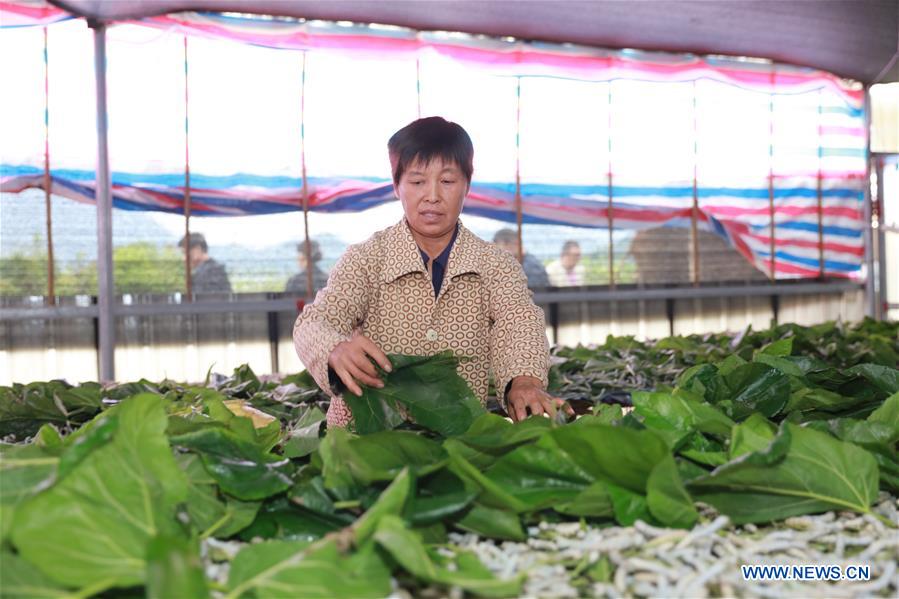 CHINA-ZHEJIANG-SILKWORM FARMING-COCOON-HARVEST (CN)