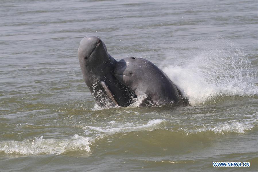 CAMBODIA-MEKONG RIVER-DOLPHIN-POPULATION-CENSUS