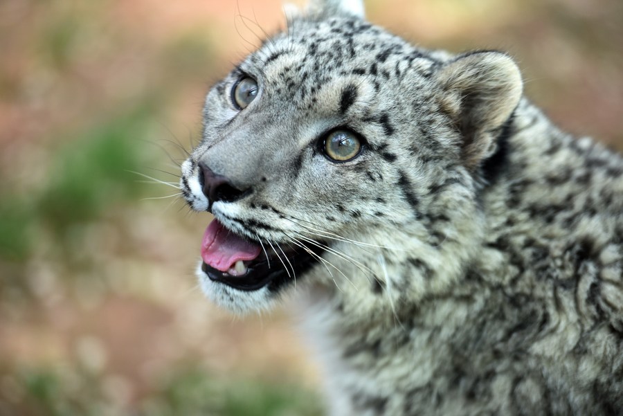 International Snow Leopard Day A global call to action for protection