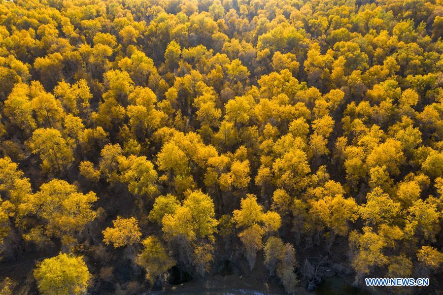 CHINA-XINJIANG-TARIM RIVER-DESERT POPLAR-AUTUMN SCENERY (CN)