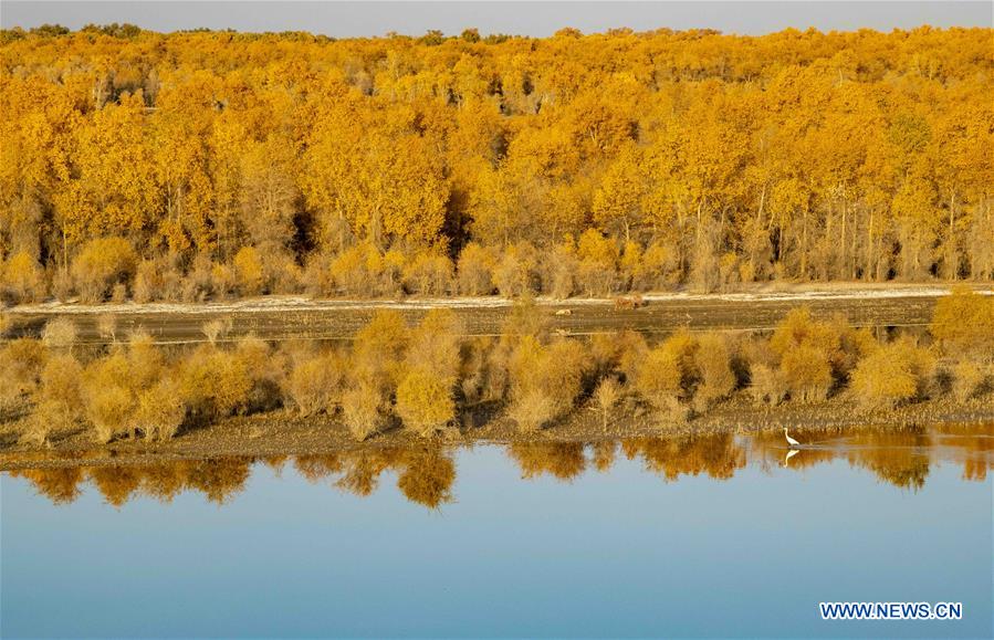 CHINA-XINJIANG-TARIM RIVER-DESERT POPLAR-AUTUMN SCENERY (CN)