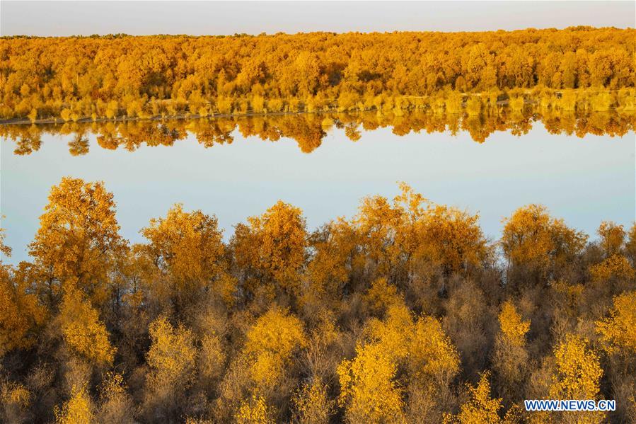 CHINA-XINJIANG-TARIM RIVER-DESERT POPLAR-AUTUMN SCENERY (CN)