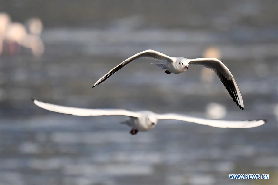 KUWAIT-KUWAIT CITY-BIRDS