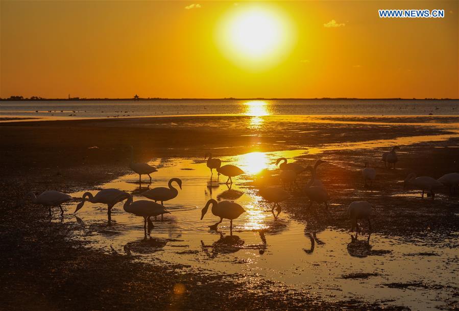 #CHINA-SHANDONG-WEIHAI-SWAN