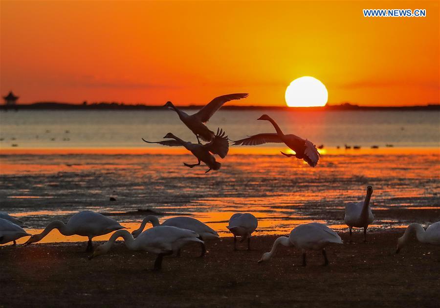 #CHINA-SHANDONG-WEIHAI-SWAN