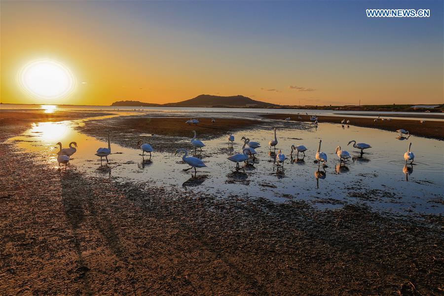 #CHINA-SHANDONG-WEIHAI-SWAN