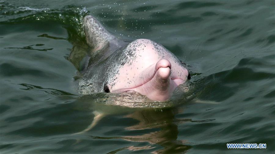 CHINA-GUANGXI-QINZHOU-RARE DOLPHINS(CN)