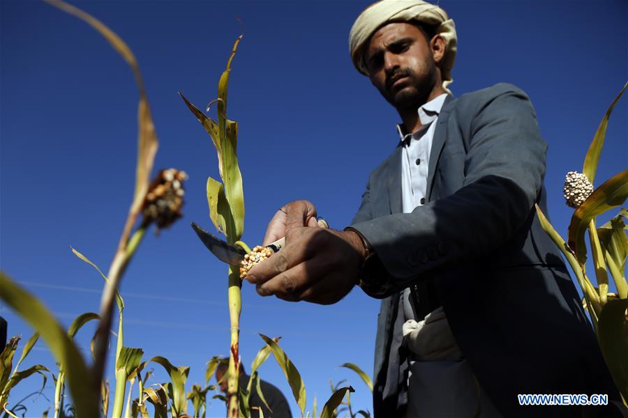 YEMEN-AMRAN-SORGHUM HARVEST