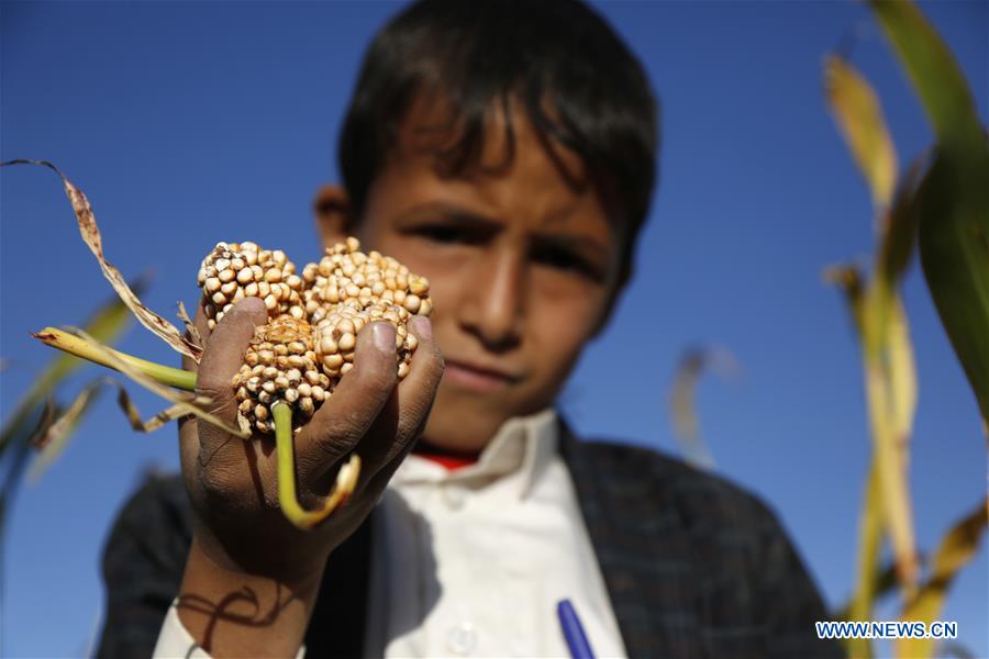 YEMEN-AMRAN-SORGHUM HARVEST