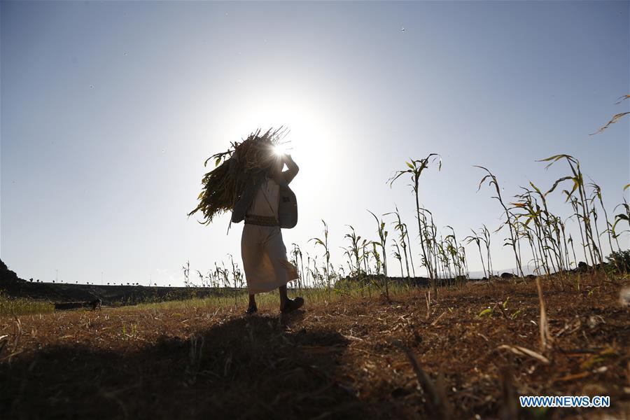 YEMEN-AMRAN-SORGHUM HARVEST