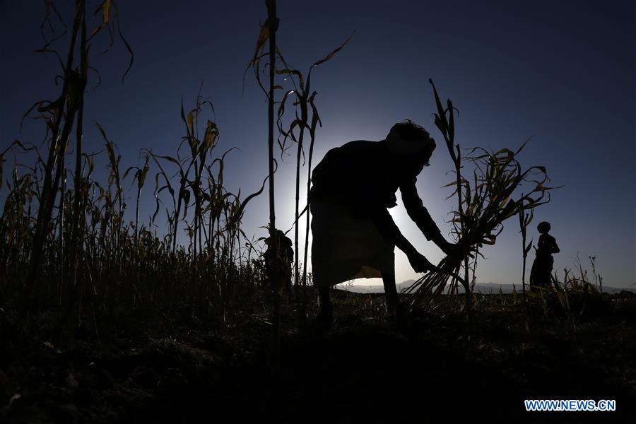 YEMEN-AMRAN-SORGHUM HARVEST