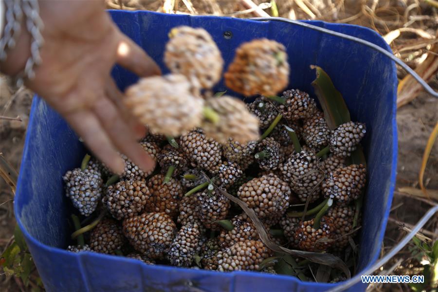 YEMEN-AMRAN-SORGHUM HARVEST