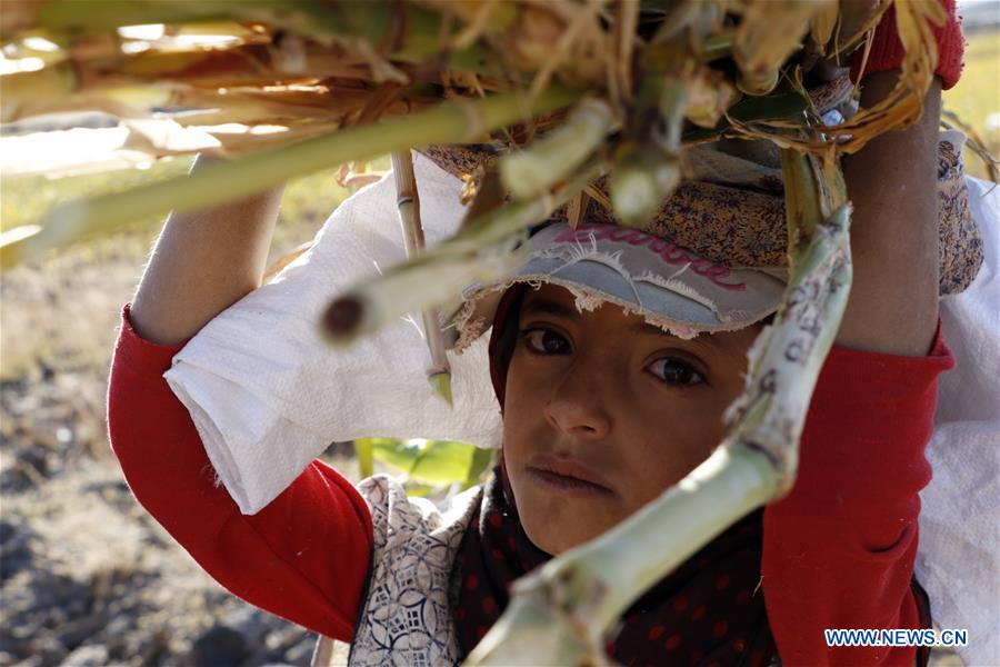 YEMEN-AMRAN-SORGHUM HARVEST