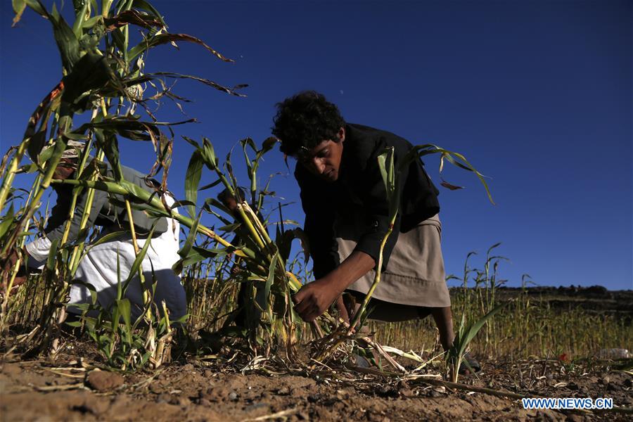 YEMEN-AMRAN-SORGHUM HARVEST