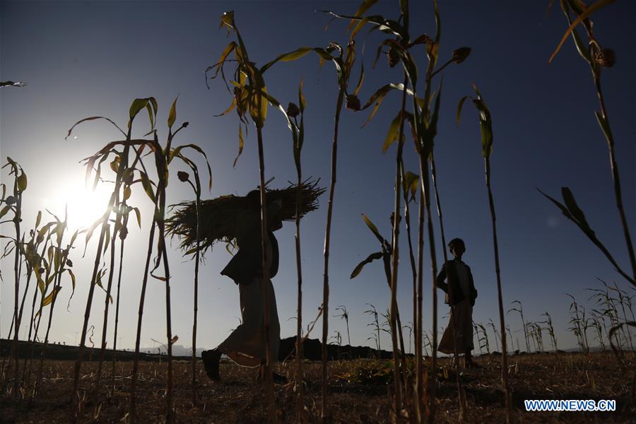 YEMEN-AMRAN-SORGHUM HARVEST