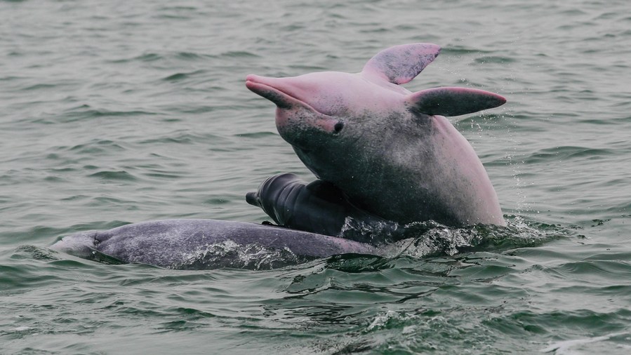 Discover China: Safe haven for rare dolphins in south China