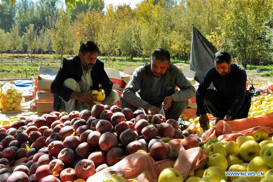 AFGHANISTAN-GHAZNI-APPLE-HARVEST SEASON