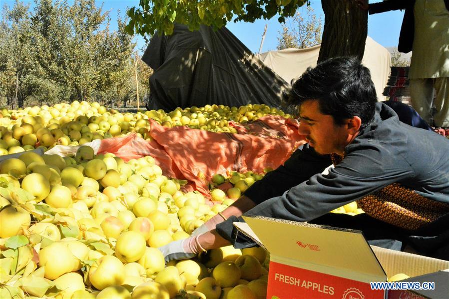 AFGHANISTAN-GHAZNI-APPLE-HARVEST SEASON