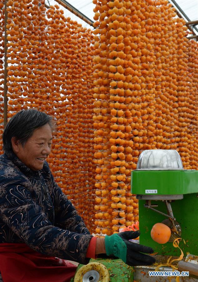 CHINA-SHANXI-PINGLU-PERSIMMON-HARVEST (CN)