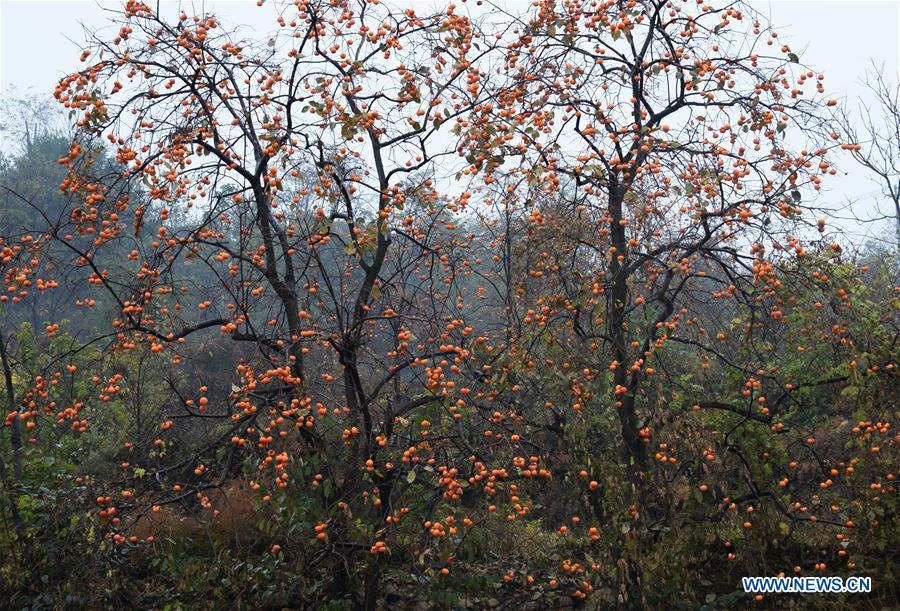 CHINA-SHANXI-PINGLU-PERSIMMON-HARVEST (CN)