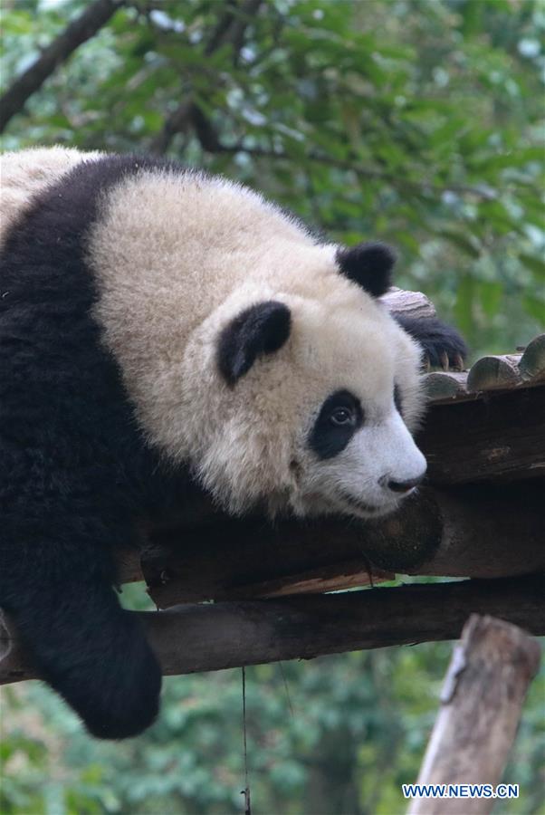 CHINA-SICHUAN-CHENGDU-PANDA DAY (CN)