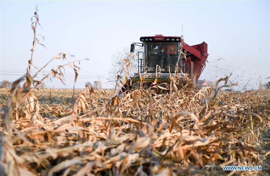 CHINA-JILIN-AGRICUTURAL PRODUCTION-HARVEST (CN)