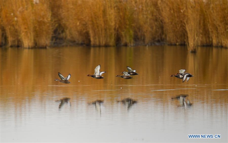 CHINA-INNER MONGOLIA-ULAN SUHAI LAKE-BIRDS (CN)