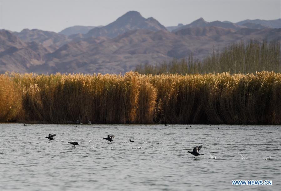 CHINA-INNER MONGOLIA-ULAN SUHAI LAKE-BIRDS (CN)