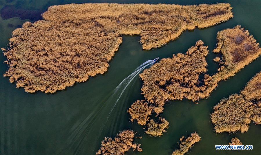 CHINA-INNER MONGOLIA-ULAN SUHAI LAKE-BIRDS (CN)