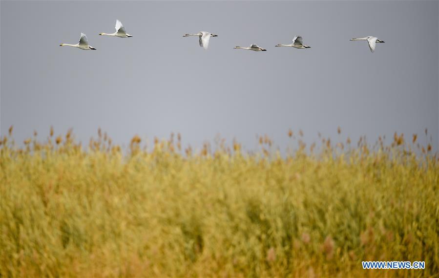 CHINA-INNER MONGOLIA-ULAN SUHAI LAKE-BIRDS (CN)