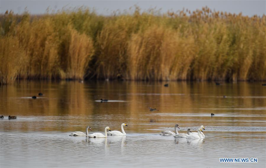 CHINA-INNER MONGOLIA-ULAN SUHAI LAKE-BIRDS (CN)