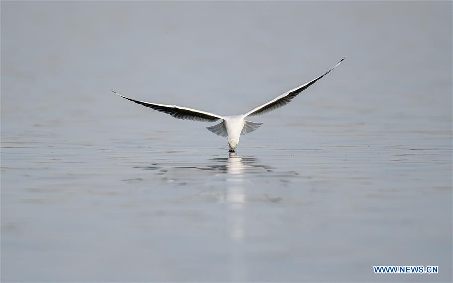 CHINA-INNER MONGOLIA-ULAN SUHAI LAKE-BIRDS (CN)