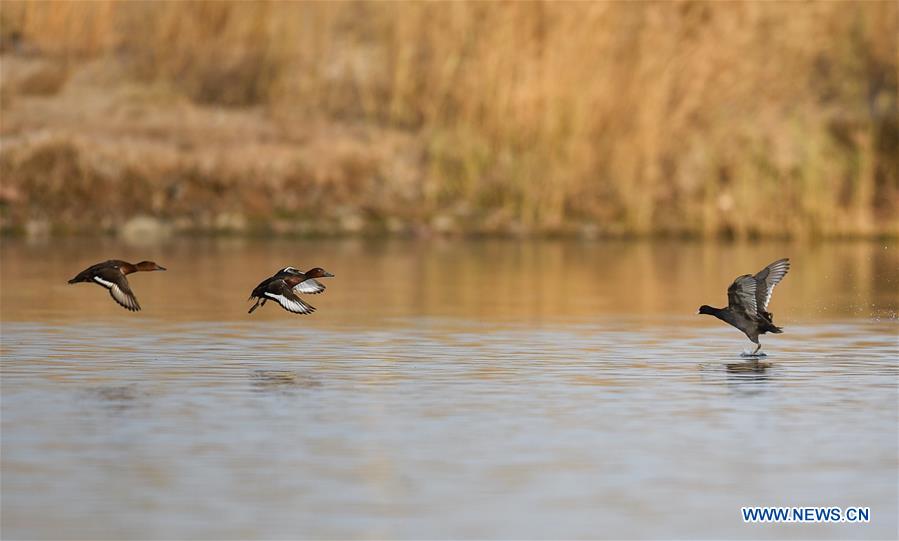 CHINA-INNER MONGOLIA-ULAN SUHAI LAKE-BIRDS (CN)