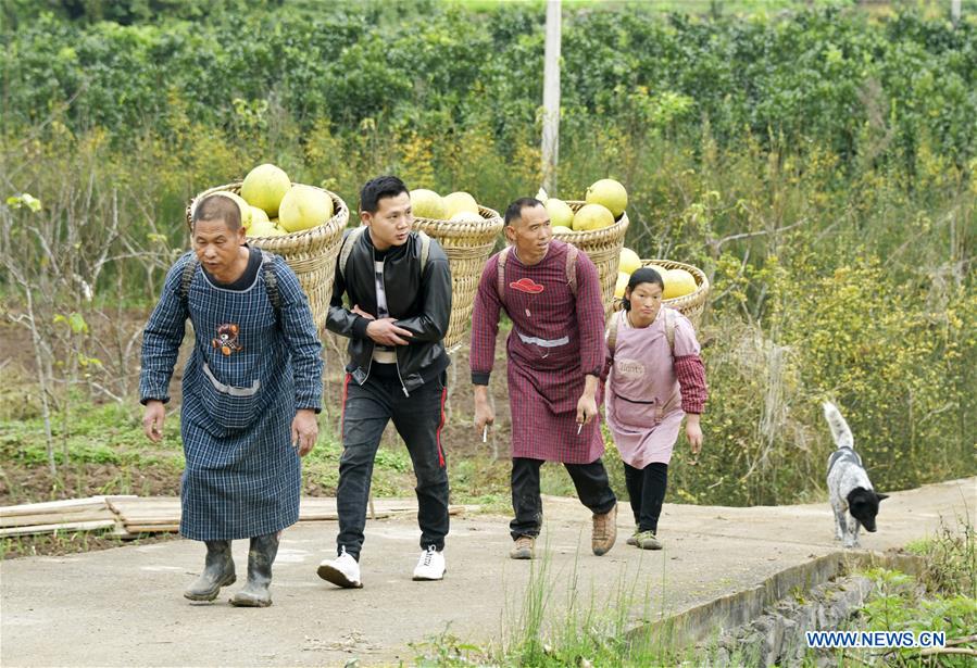 #CHINA-GUIZHOU-POMELO HARVEST(CN)