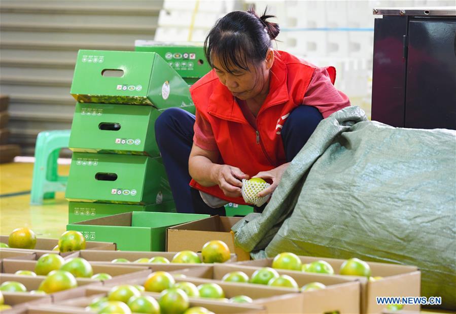 CHINA-HAINAN-QIONGZHONG-GREEN ORANGE-MARKET SEASON