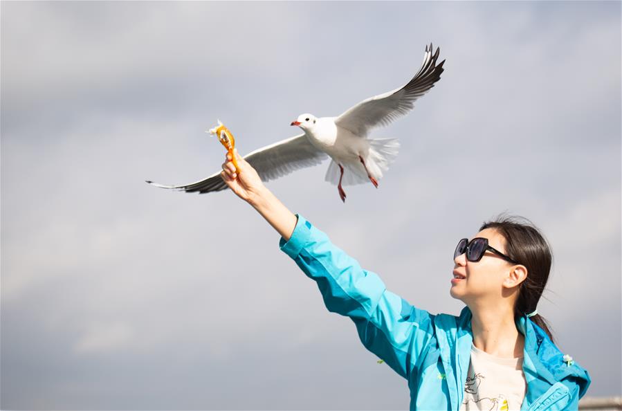 CHINA-YUNNAN-KUNMING-GULL (CN)