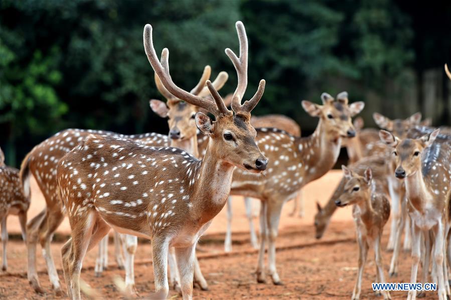 BANGLADESH-DHAKA-ZOO-REOPENING