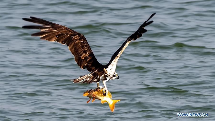 CHINA-ZHEJIANG-OSPREY (CN)