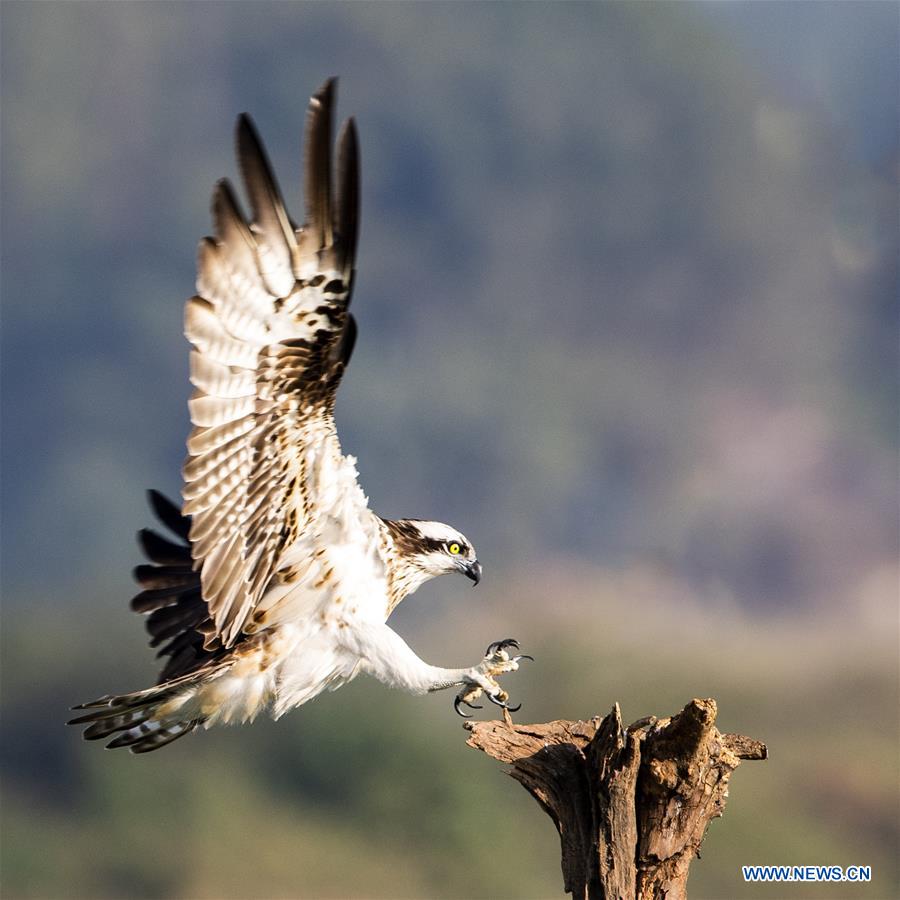 CHINA-ZHEJIANG-OSPREY (CN)