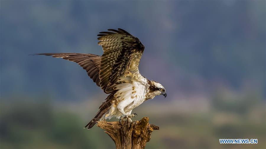 CHINA-ZHEJIANG-OSPREY (CN)