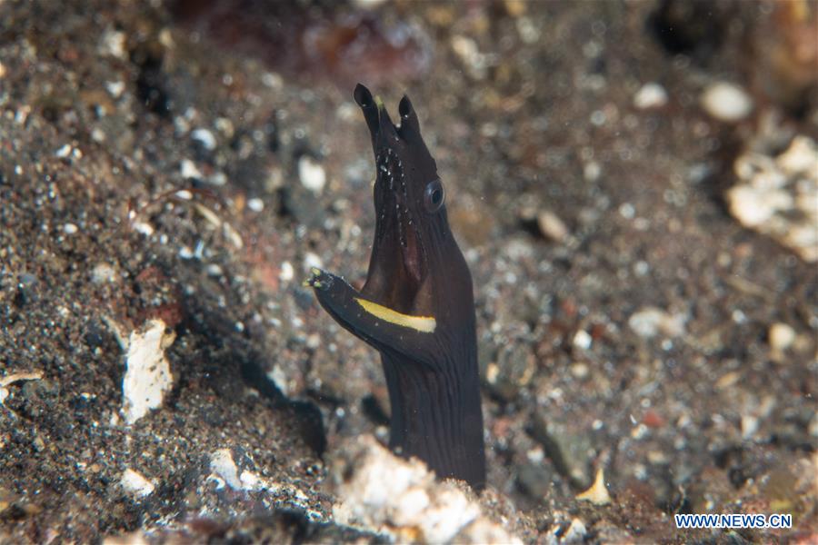 diversified marine creatures seen in bali, indonesia