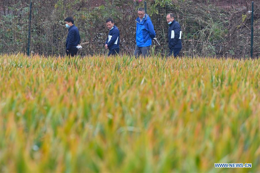 CHINA-HUNAN-HENGYANG-YUAN LONGPING-THIRD-GENERATION HYBRID RICE (CN)