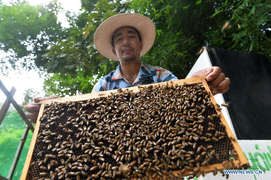 THAILAND-BANGKOK-BEE FARM