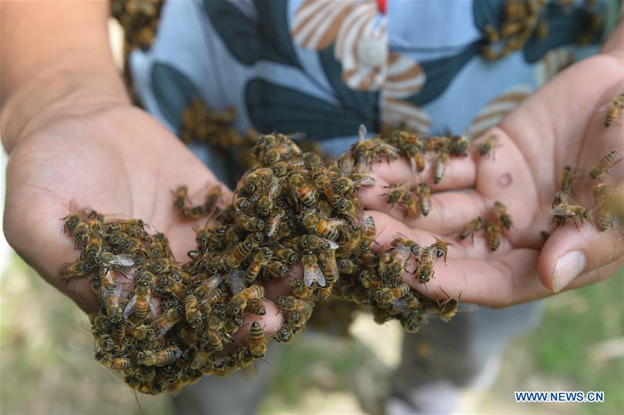 THAILAND-BANGKOK-BEE FARM